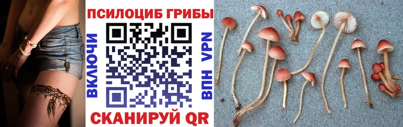Псилоцибиновые грибы GOLDEN TEACHER  Купить  Губкинский 
